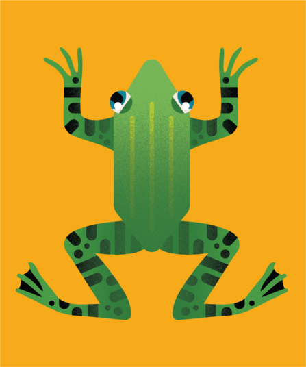 Frog illustration