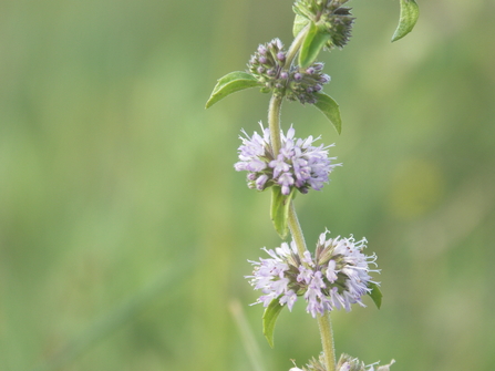 Pennyroyal (Manx: Lurgadish).  Red-listed as almost extinct due to the infill of mineral-rich, rural ponds. (Credit: Andree Dubbeldam)