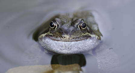 frog smiling