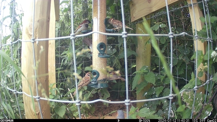  Tree Sparrow feeding on white millet alongside House Sparrows at Ballawhetstone 