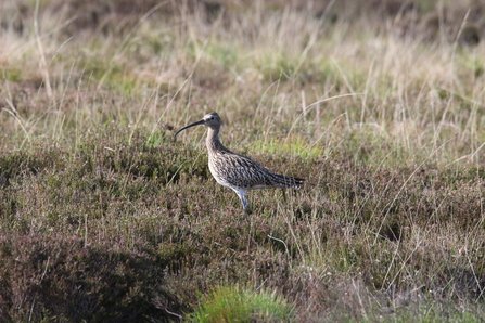 Curlew in its upland breeding habitat in Glen Rushen