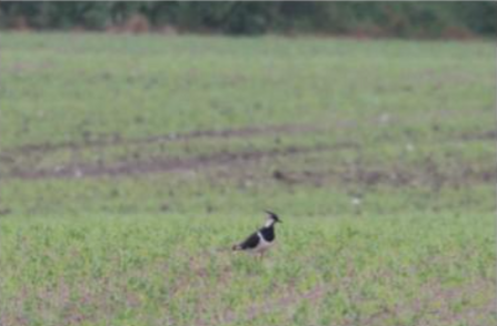 Lapwing near St Jude’s Crossroads, 27th June 2024 © Rob Fisher