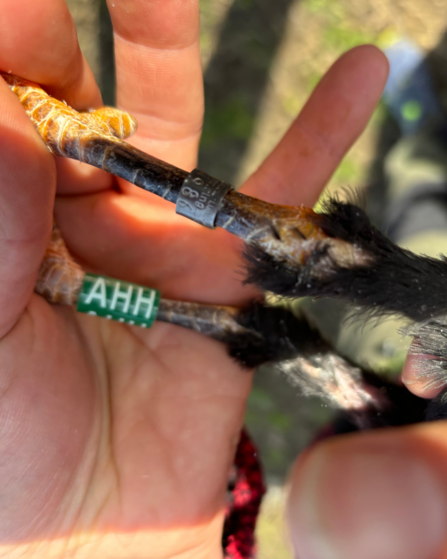 Juvenile Chough being ringed (under licence) with unique metal and colour identification rings. 