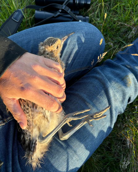 Curlew chick being ringed (under DEFA & BTO licence) on Dalby Mountain on 19/06/2024. 