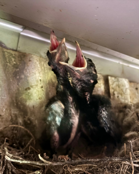 - Chough nestlings in a modern agricultural building surrounded by their ideal foraging habitat, extensive, tightly-grazed permanent pasture. 