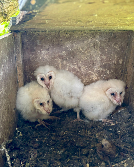 Barn Owl chicks in the nest after being ringed (under licence). Confidential site. 2024. © Robert Fisher 