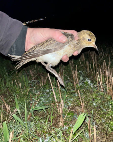 Golden Plover ringed (under DEFA & BTO licence)The first to be ringed on the Island for 20 years. 