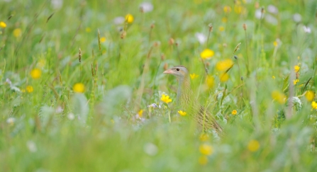 corncrake