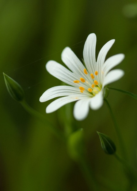 Greater Stitchwort