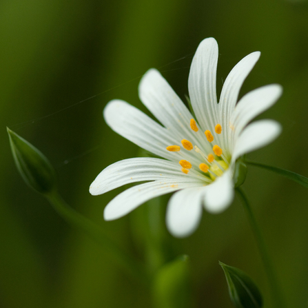 greater stitchwort 