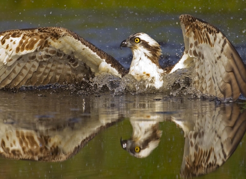 Osprey diving for fish