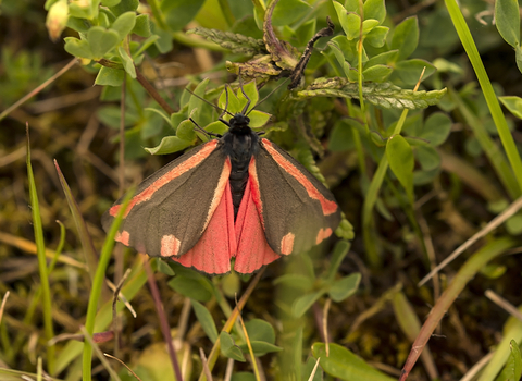 Cinnabar moth