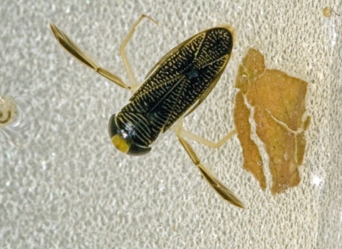 Lesser Water Boatman