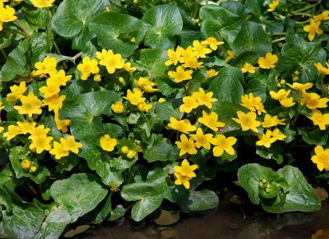 Marsh-marigold