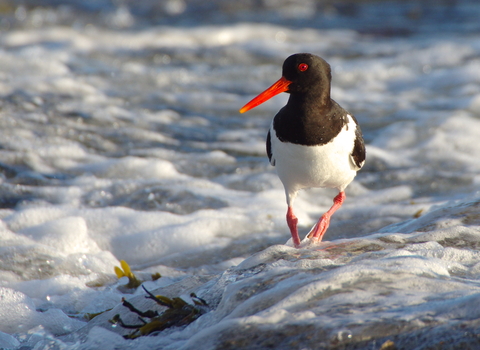 Oystercatcher