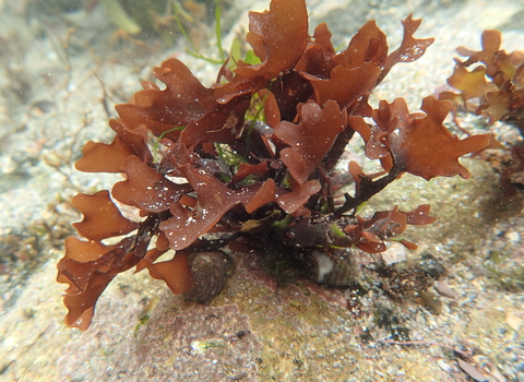 Carrageen/Irish moss (Chondrus crispus)