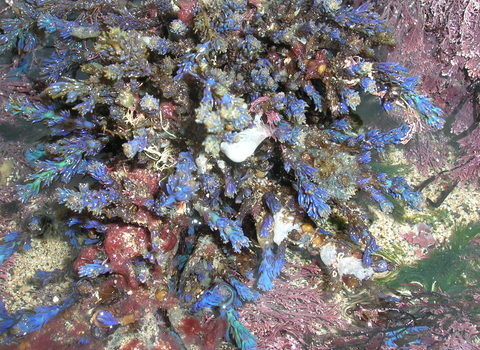 Rainbow wrack