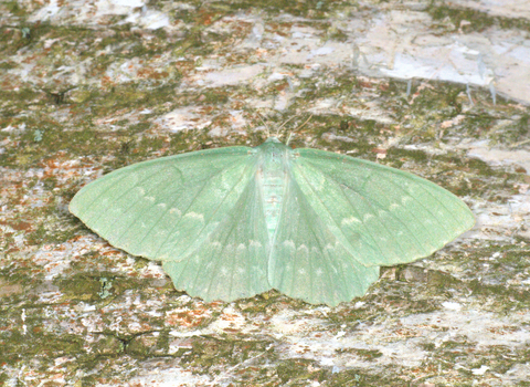 A large emerald moth resting with its wings spread
