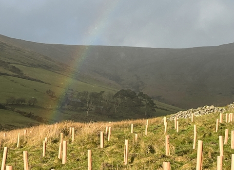 Tree Planting area with rainbow above creg y cowin 