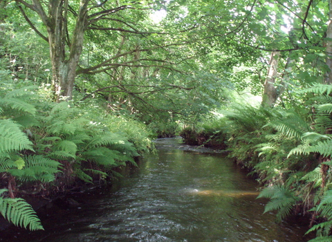 River in IOM