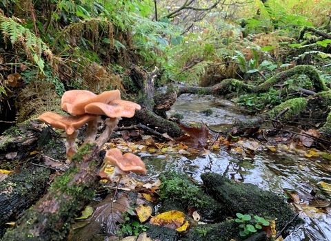 An image of the curragh (willow carr wet woodland) at Ballacojeen, showing a gently flowing stream, ferns, willows and fungi on deadwood.