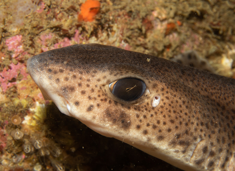 Catshark