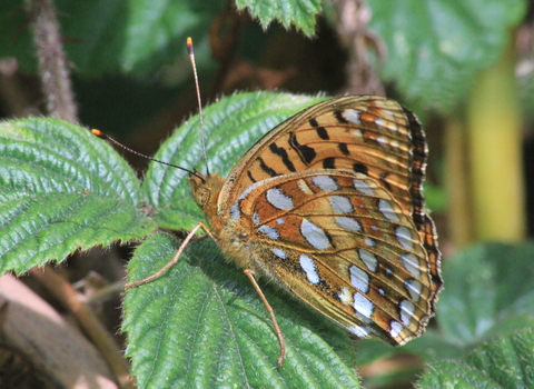 High brown fritillary