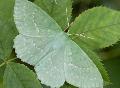 A large emerald moth resting on a leaf